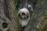 TERRIER DU TIBET 388